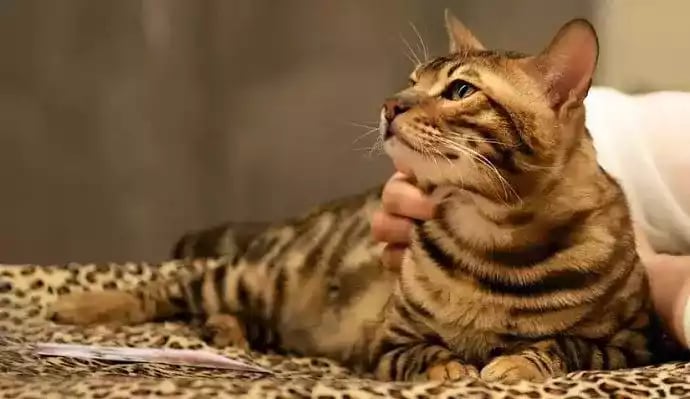 Kucing Bengal