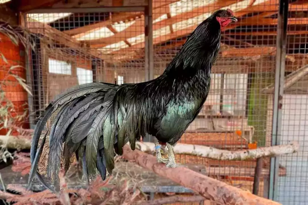 Ayam Sumatra