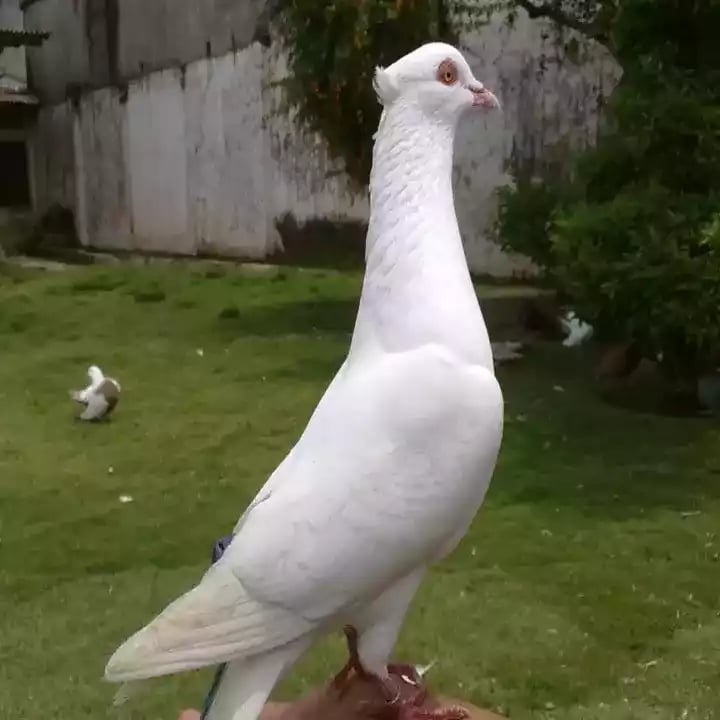 Burung Merpati Kucir