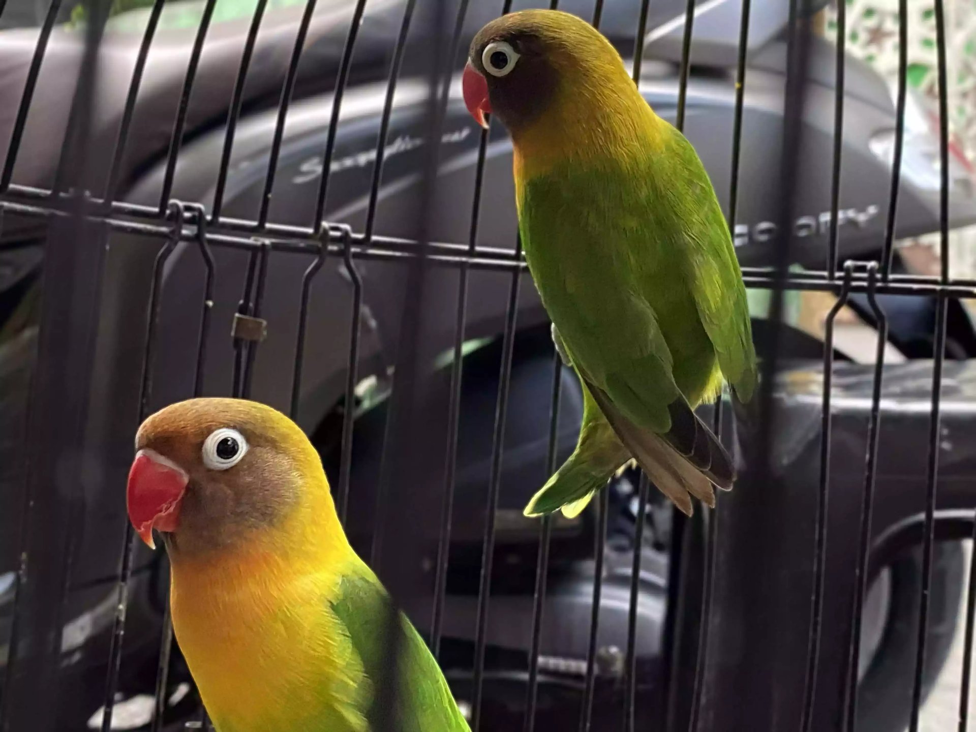 Burung Lovebird