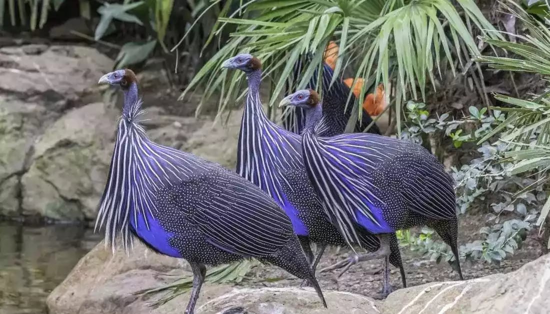 Ayam Vulturine Guinea Fowl