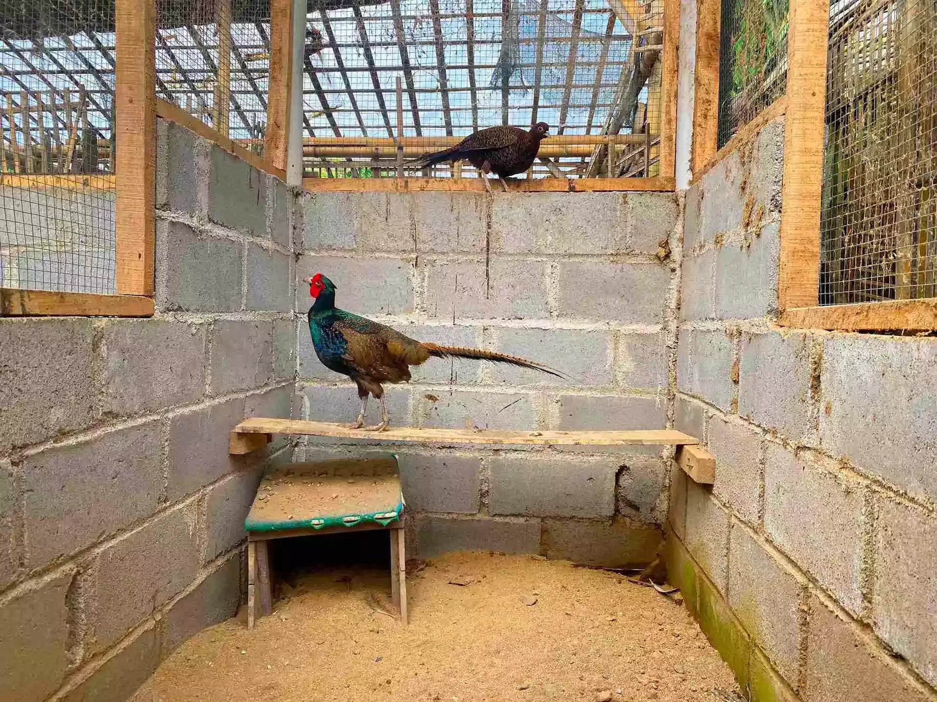 Ayam Ringneck Pheasant