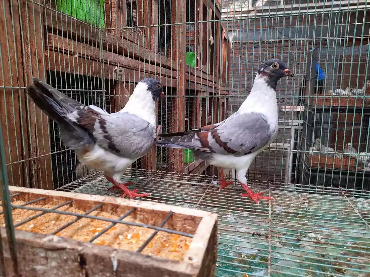 Burung Merpati Modena