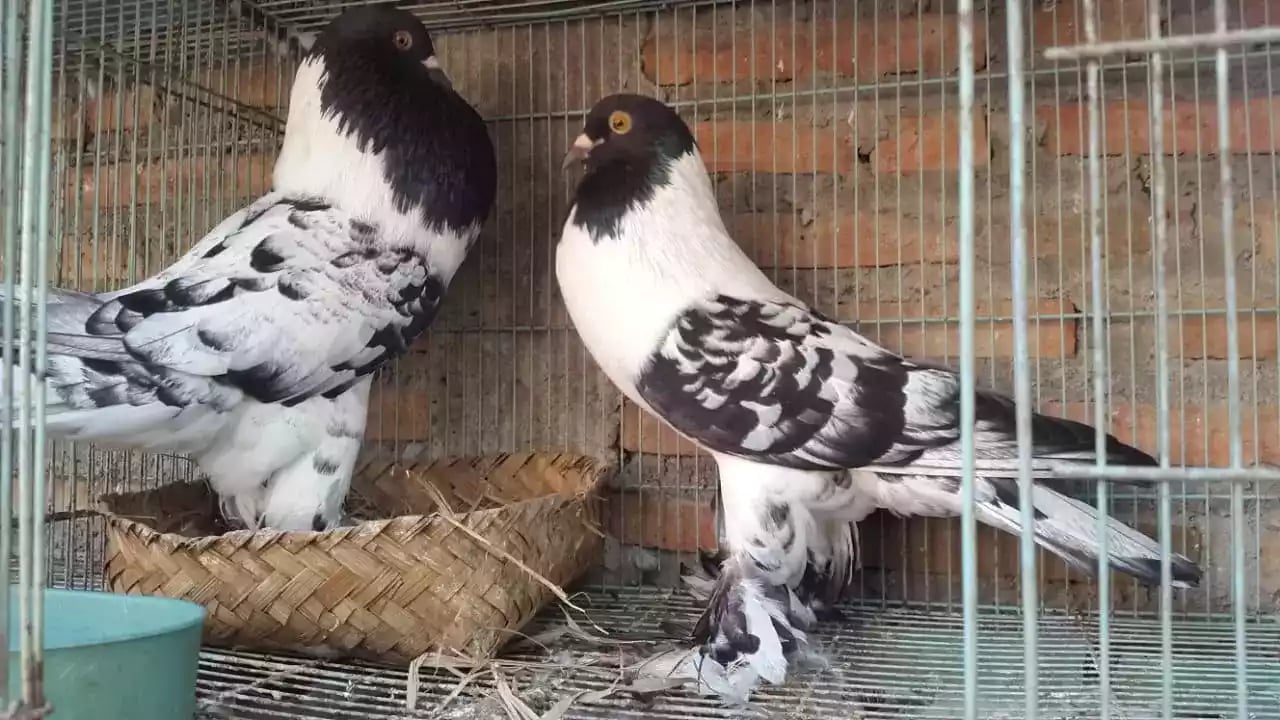 Burung Merpati Gondok