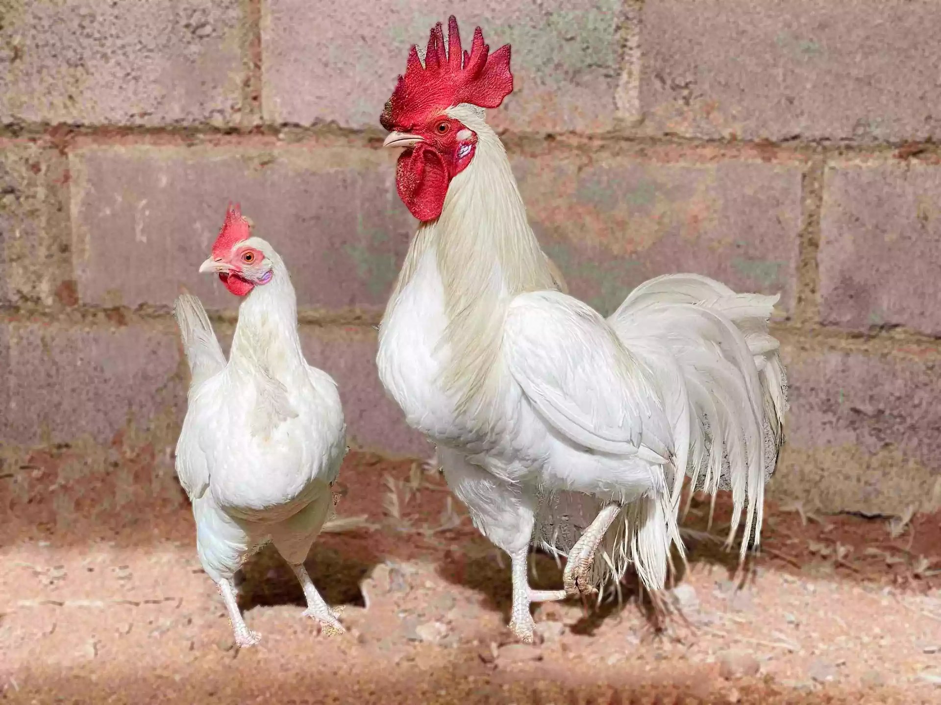 Ayam Phoenix