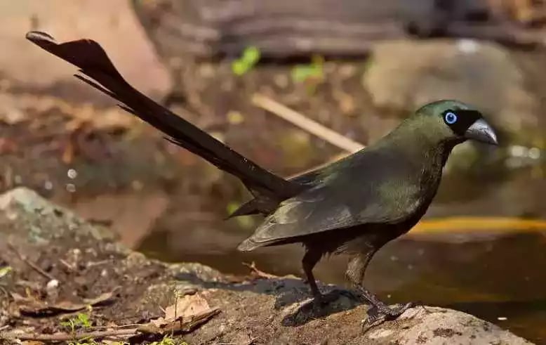 Burung Murai Batu Irian