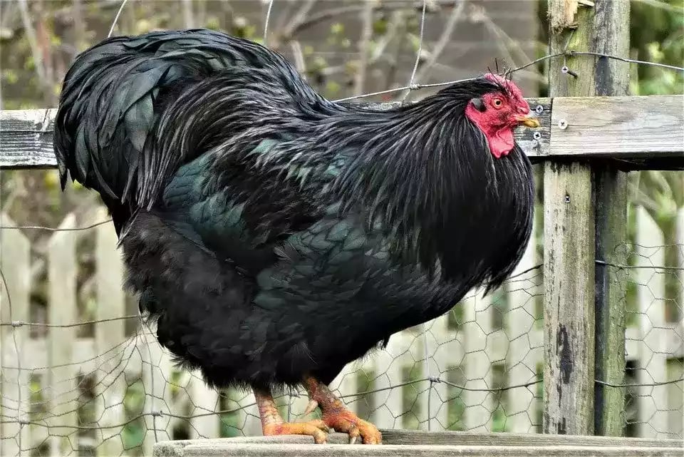 Ayam Australorp
