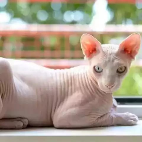 Kucing Sphynx