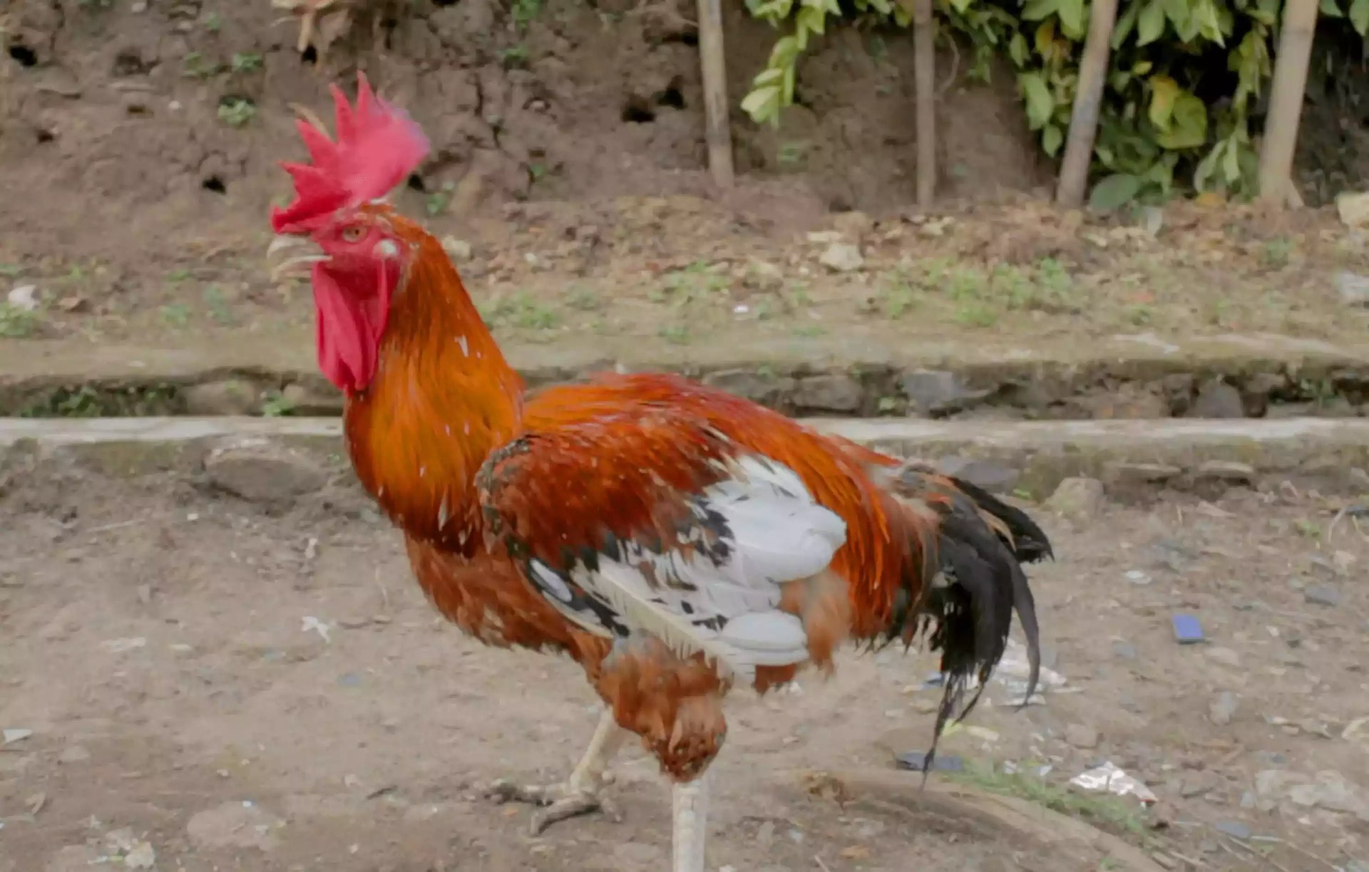 Ayam Pelung