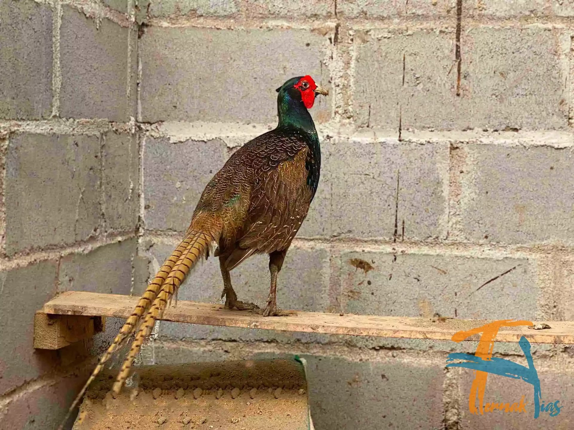 Ringneck Pheasant Hijau