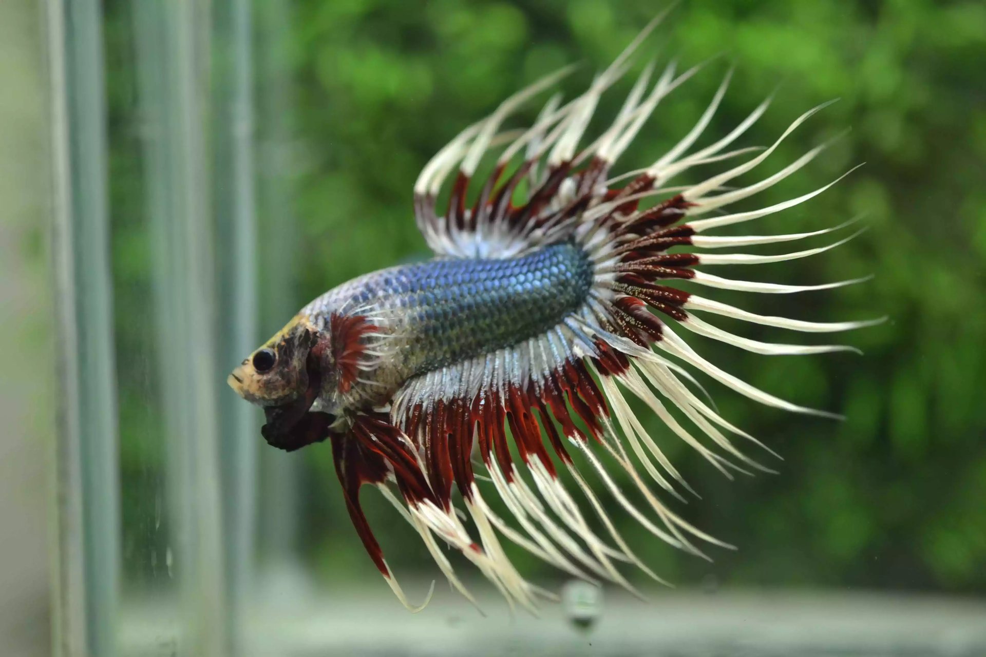 Ikan Cupang Crowntail Butterfly