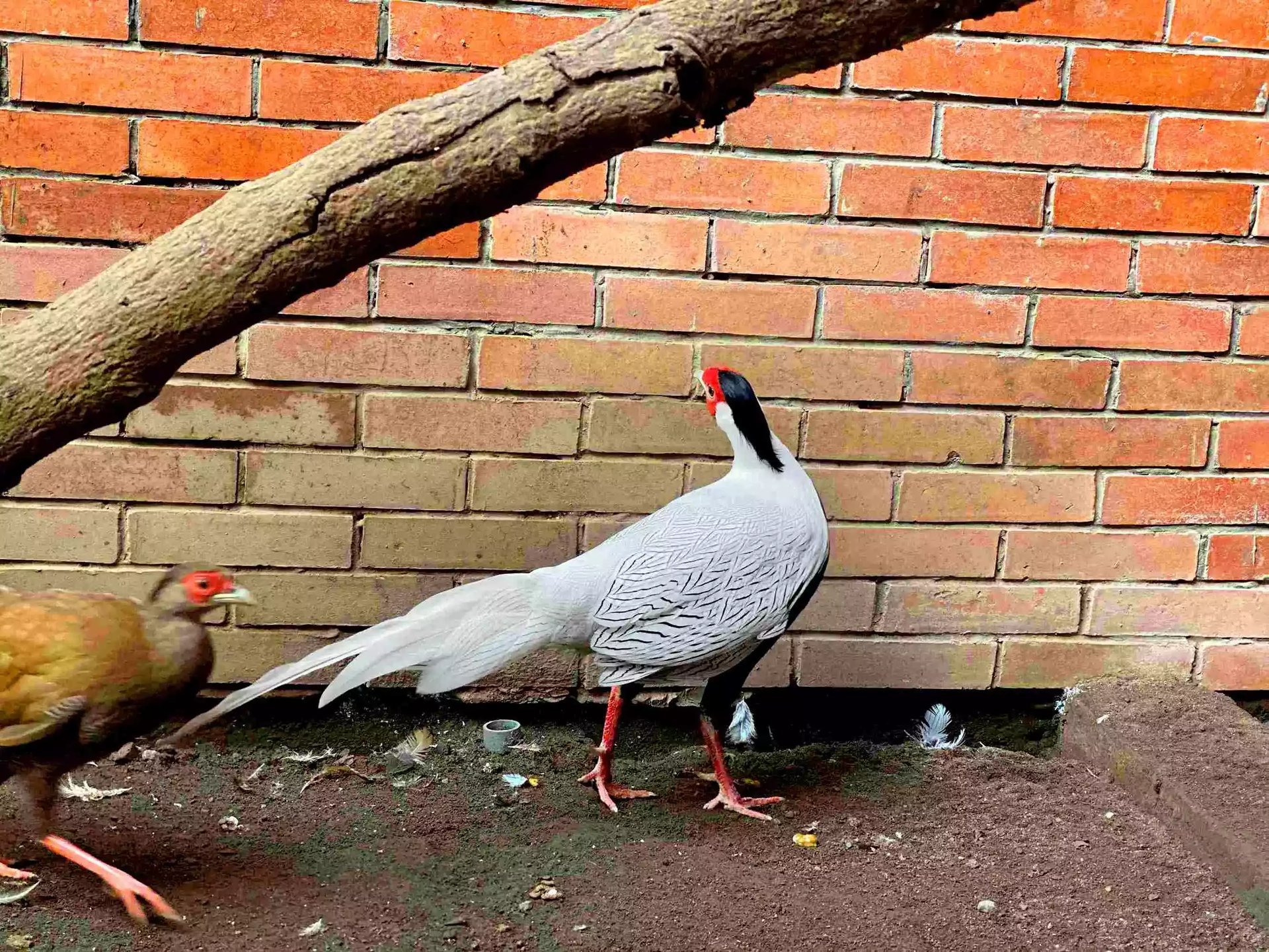 Ayam Silver Pheasant