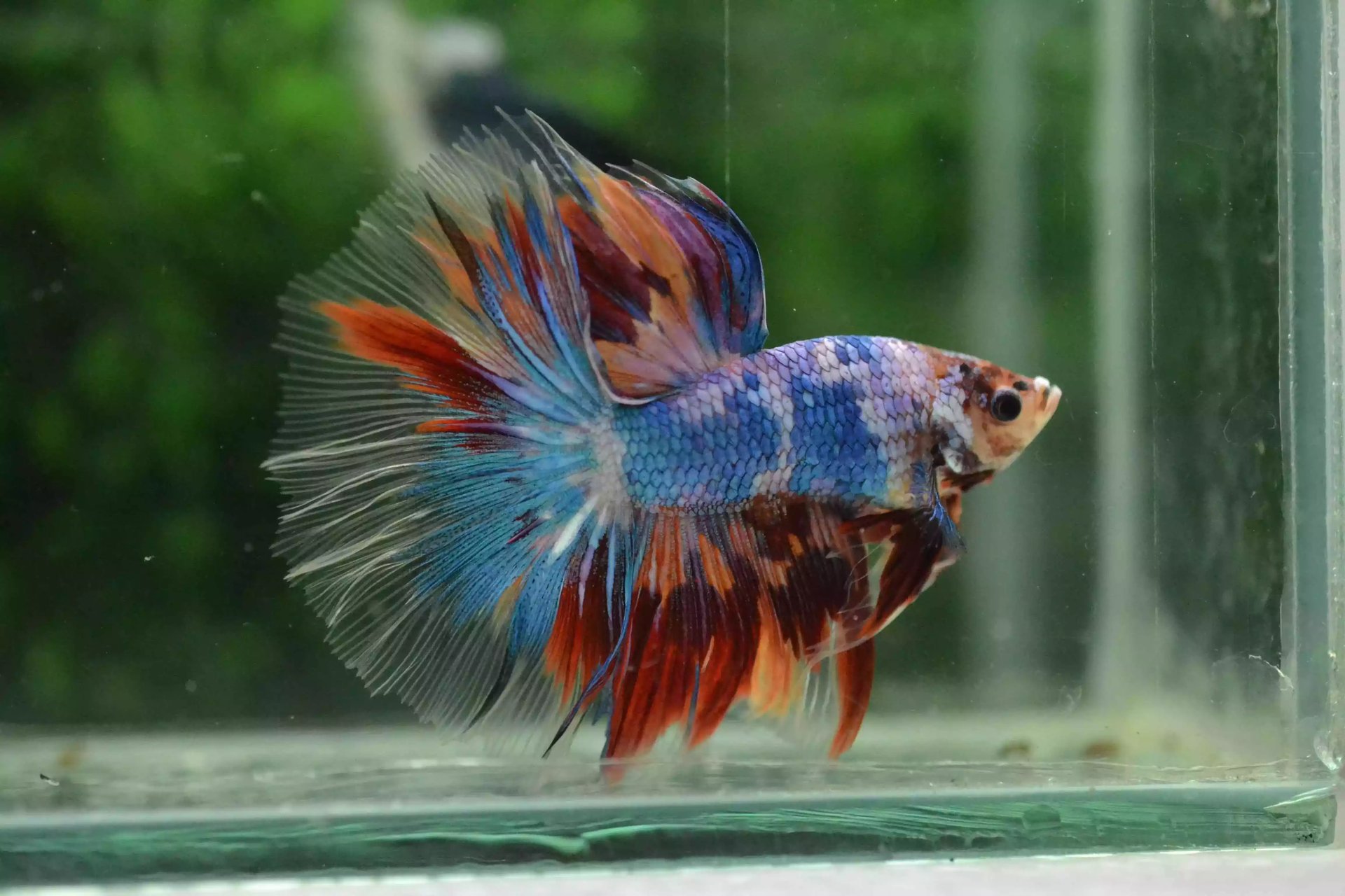 Ikan Cupang Halfmoon Red Multicolor