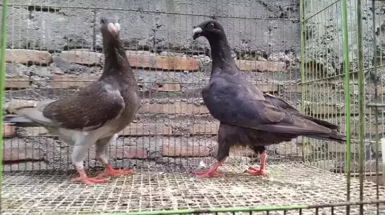 Burung Merpati English Carrier