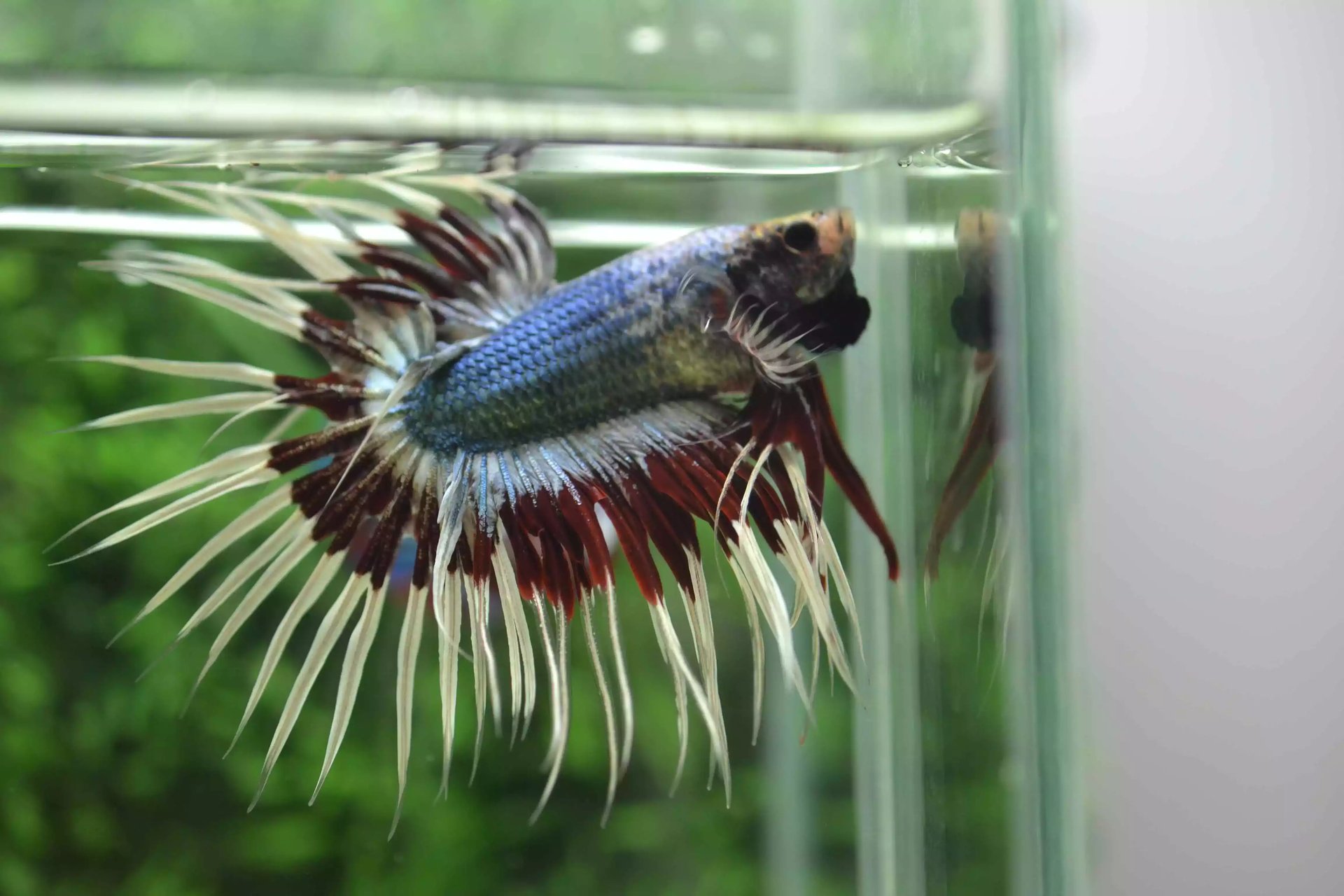 Ikan Cupang Crowntail