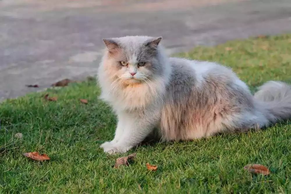 Kucing Persia Medium