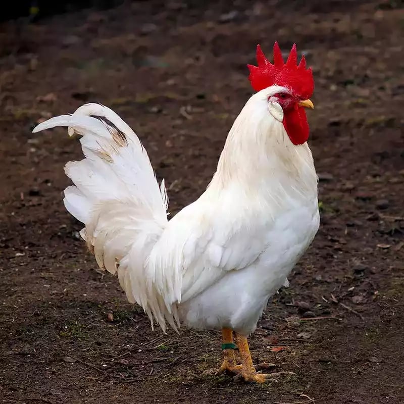 Ayam White Leghorn