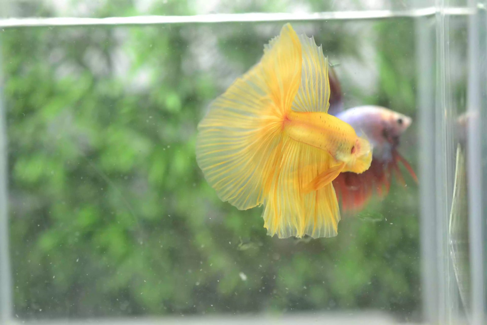 Ikan Cupang Halfmoon