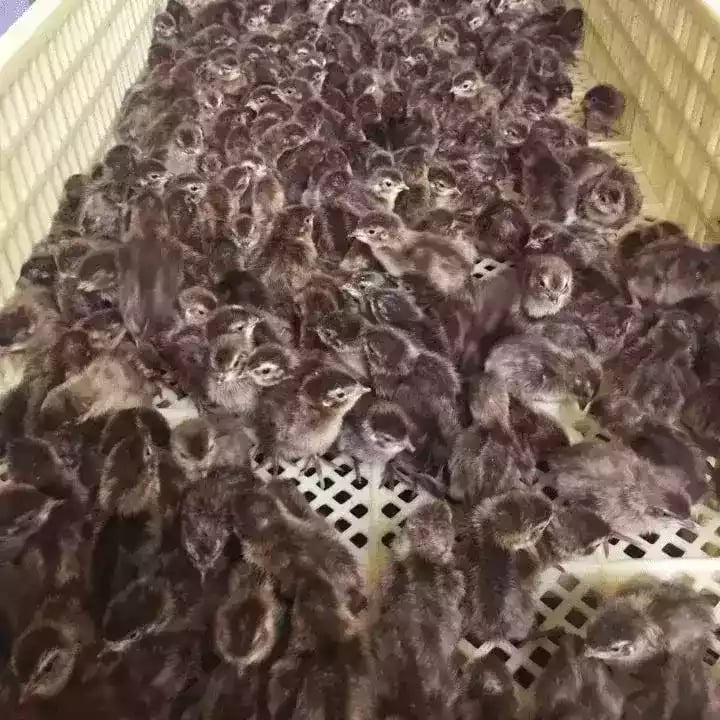 Kenapa DOQ Puyuh Jadi Pilihan Peternak Pemula dan Profesional?