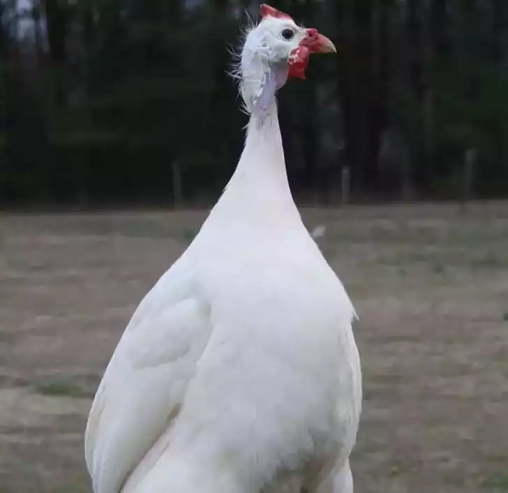 Ayam White Guinea Fowl