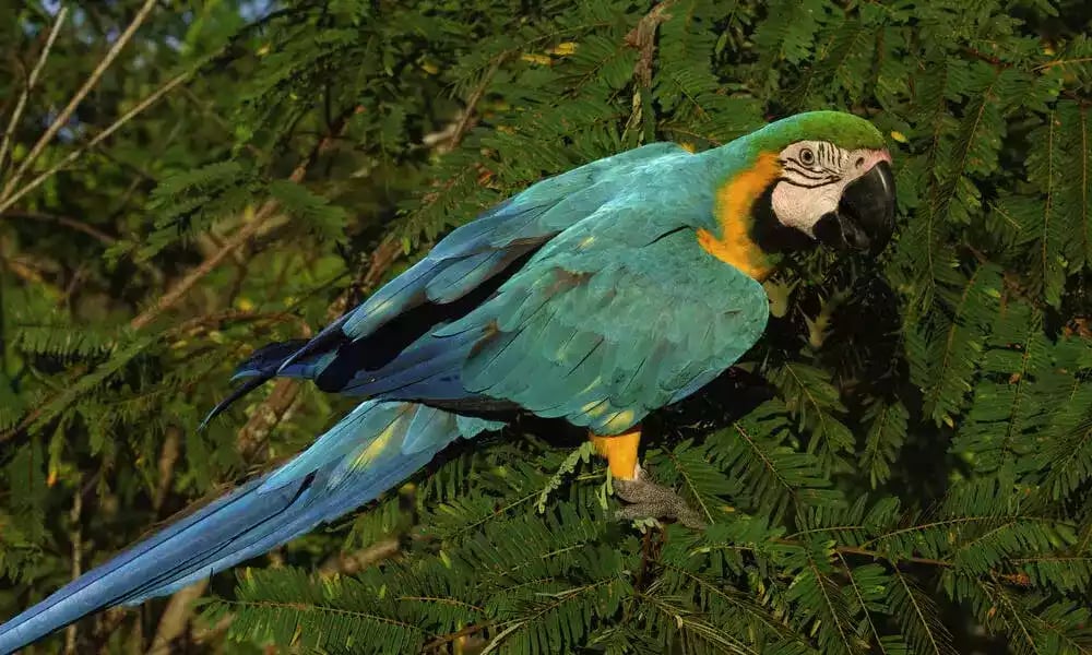 Burung Macaw