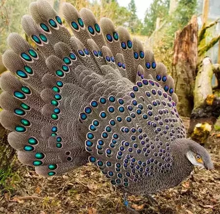 Ayam Grey Peacock Pheasant