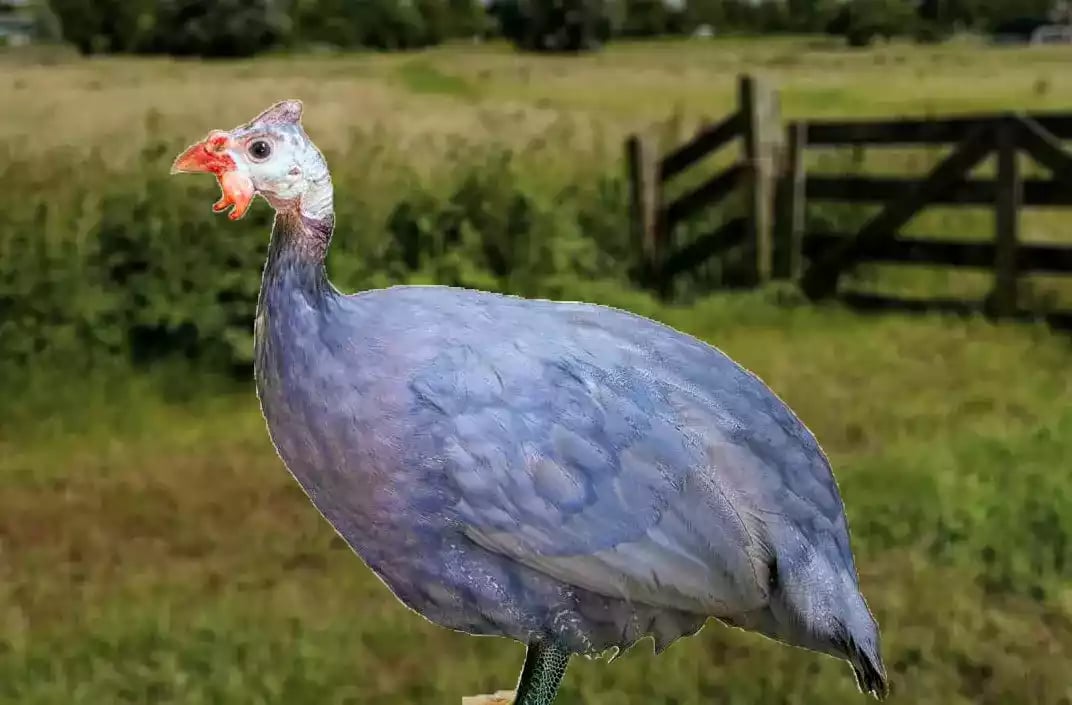 Ayam Blue Guinea Fowl