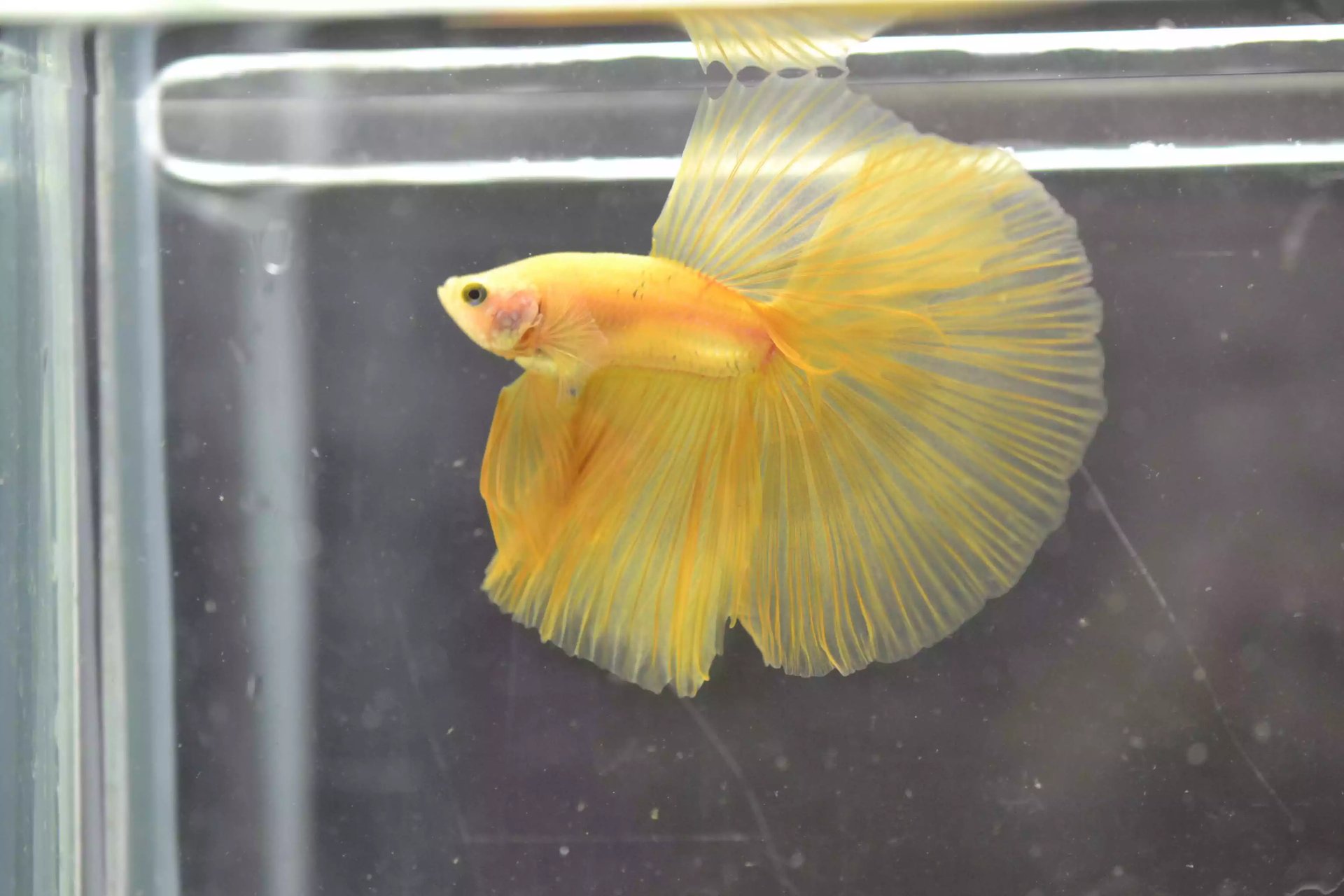 Ikan Cupang Halfmoon Yellow
