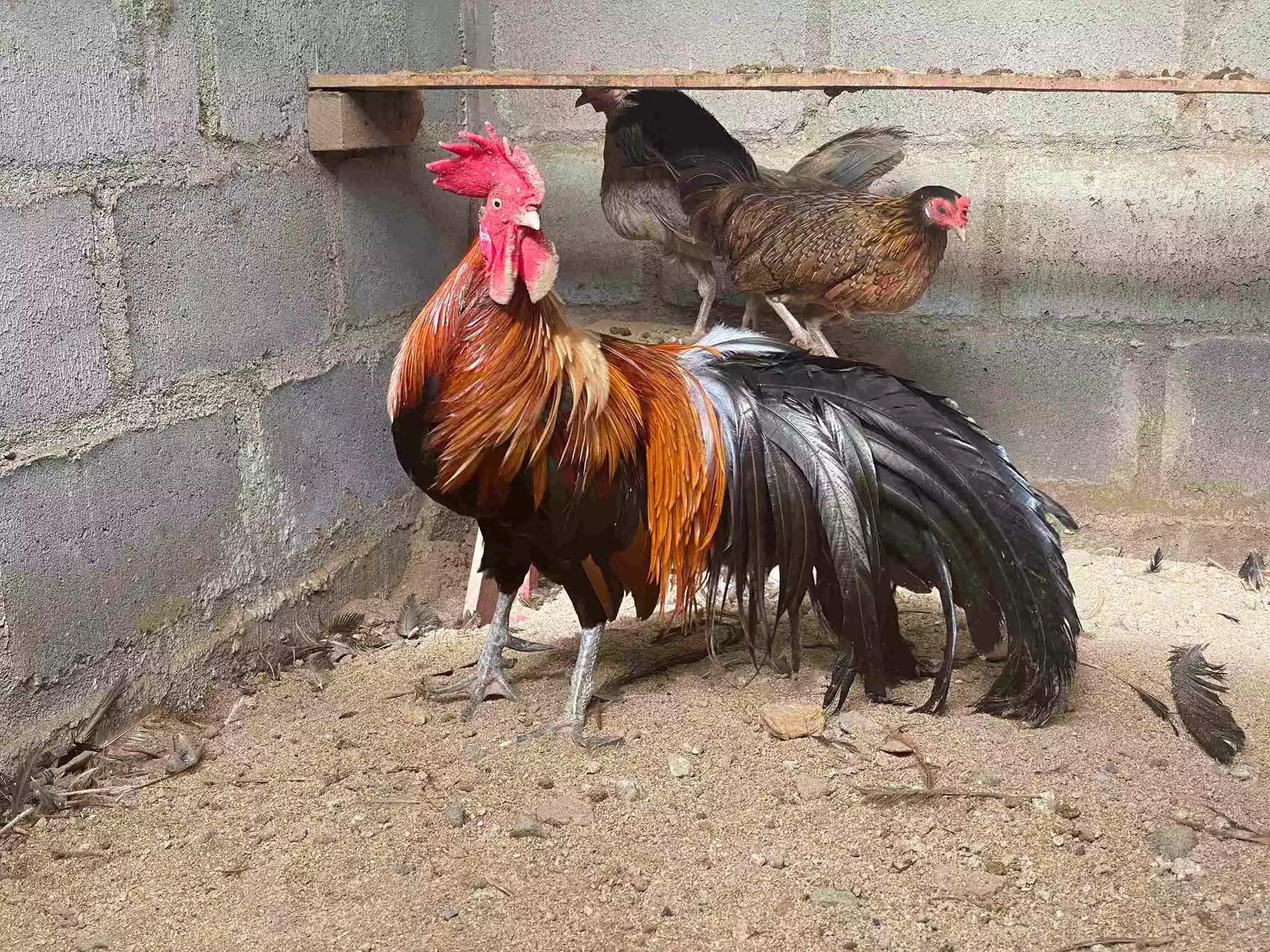5 Faktor Ayam Onagadori Ekornya Bisa Tumbuh Sampai 12 Meter