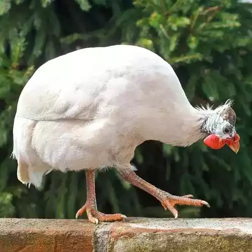 Ayam White Guinea Fowl