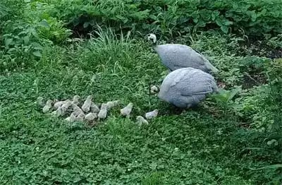 Ayam Blue Guinea Fowl