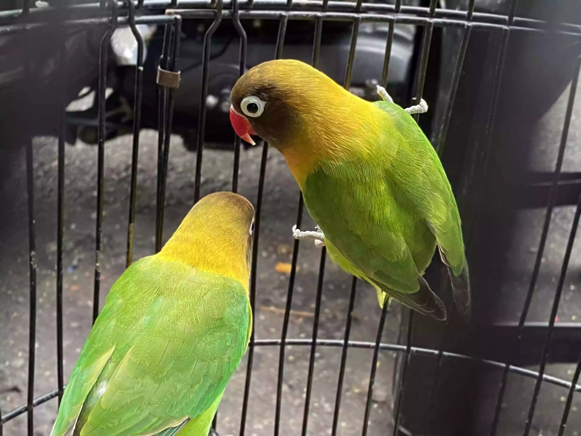 Burung Lovebird