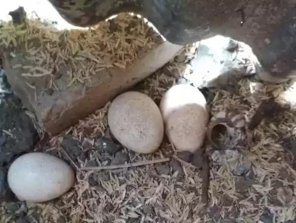 Telur Ayam Mutiara Lavender (Silver)