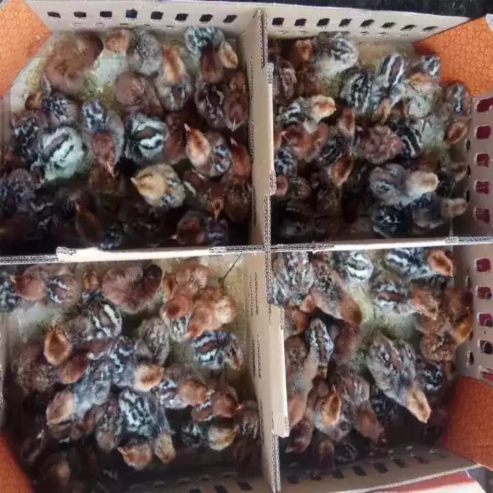 Jual DOC Ayam Arab Petelur Yang Terbaik Dan Terpecaya di Bandung Jawa Barat - 0812-2851-5471