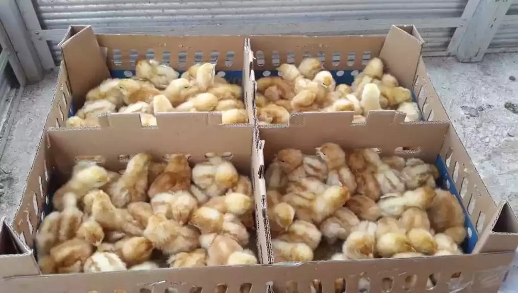 DOC Ayam Petelur harga terjangkau cocok untuk skala kecil dan besar