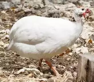 Ayam White Guinea Fowl