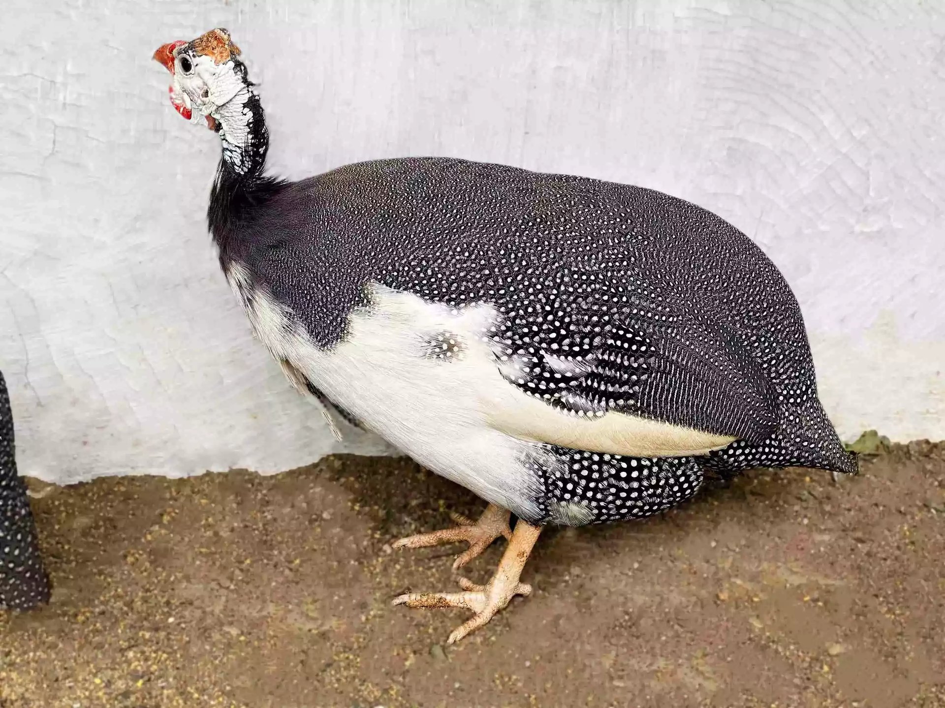 Ayam Pied Guinea Fowl