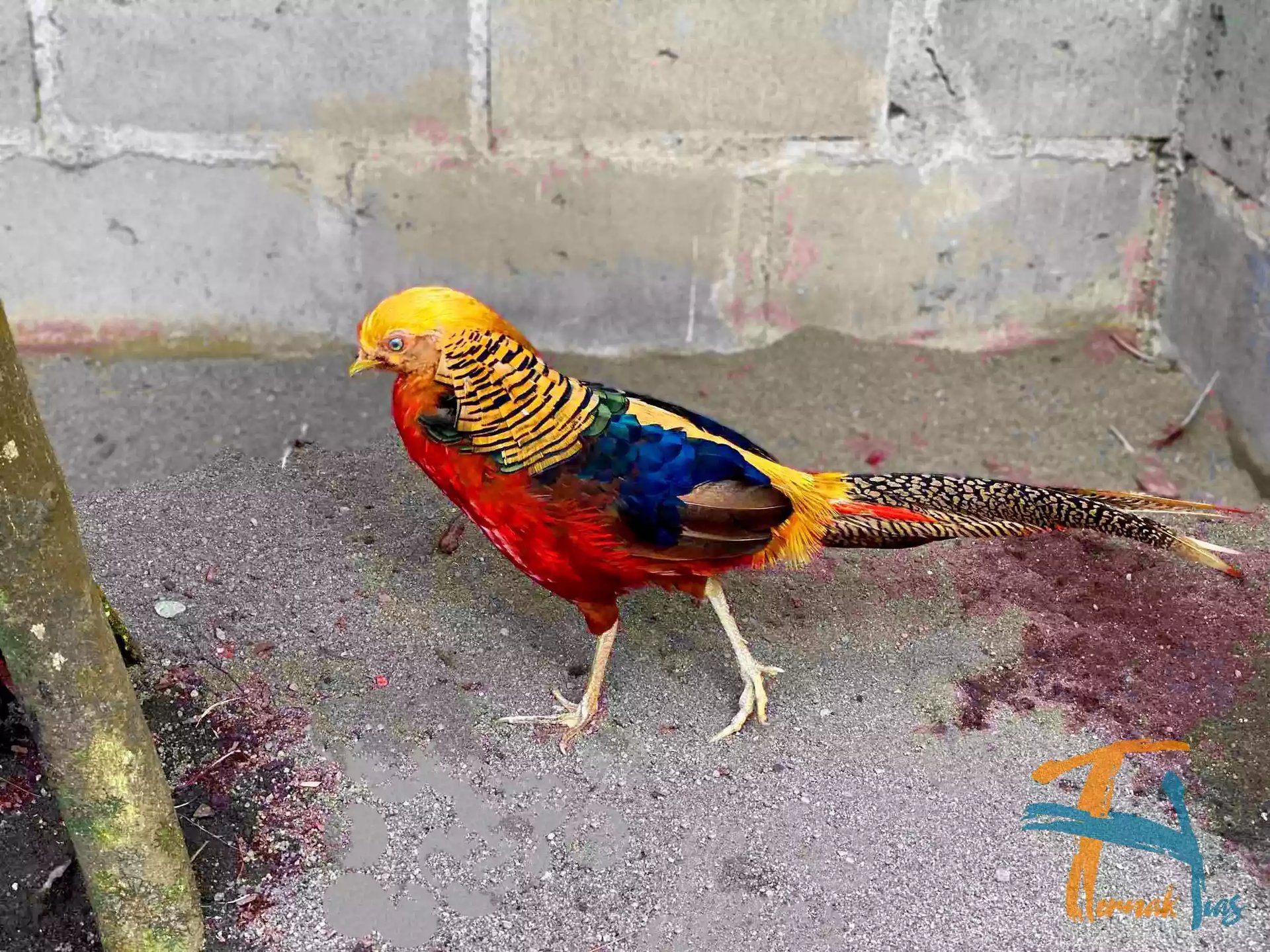 Golden Pheasant