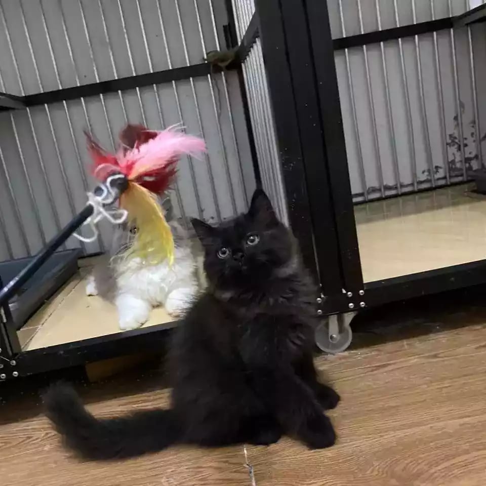 Kucing Persia Hitam Full Longhair Bulu Lebat Aktif