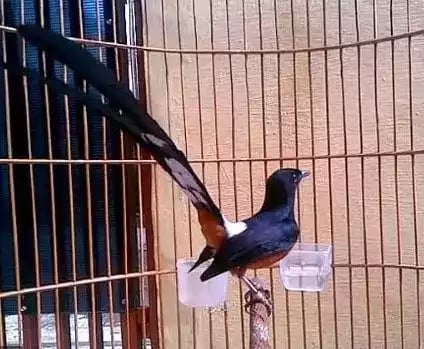 Burung Murai Batu Jawa