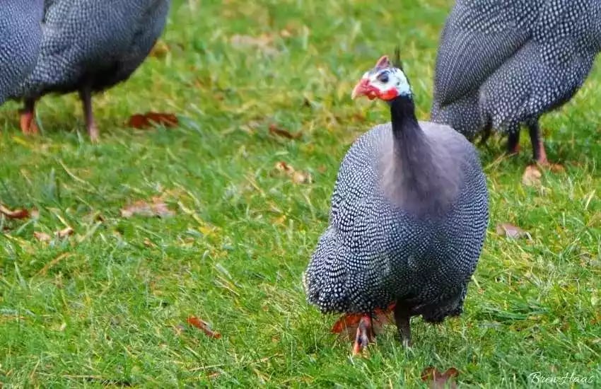 Ayam Royal Purple Guinea Fowl