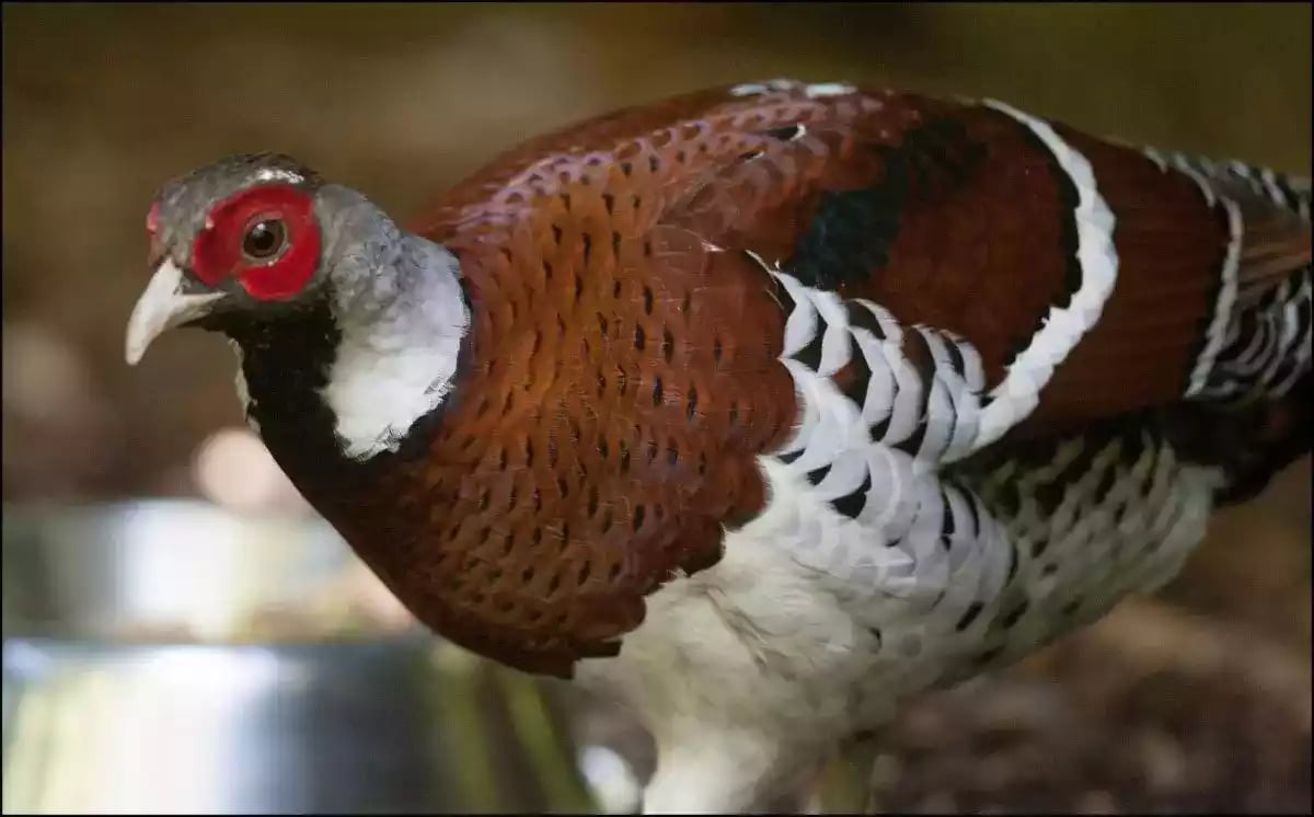 Ayam Elliot Pheasant