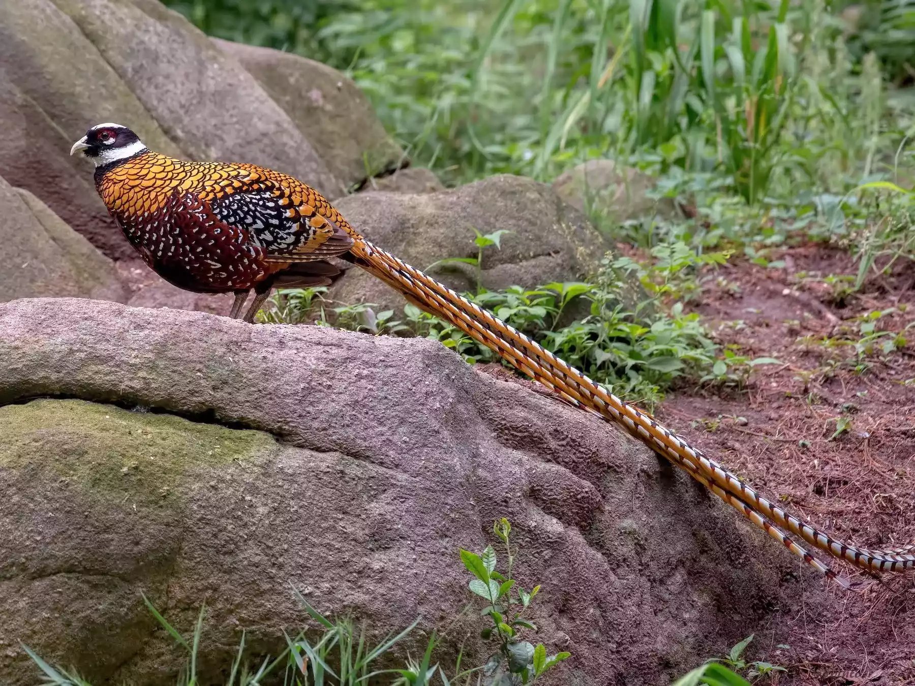 Ayam Reeves Pheasant