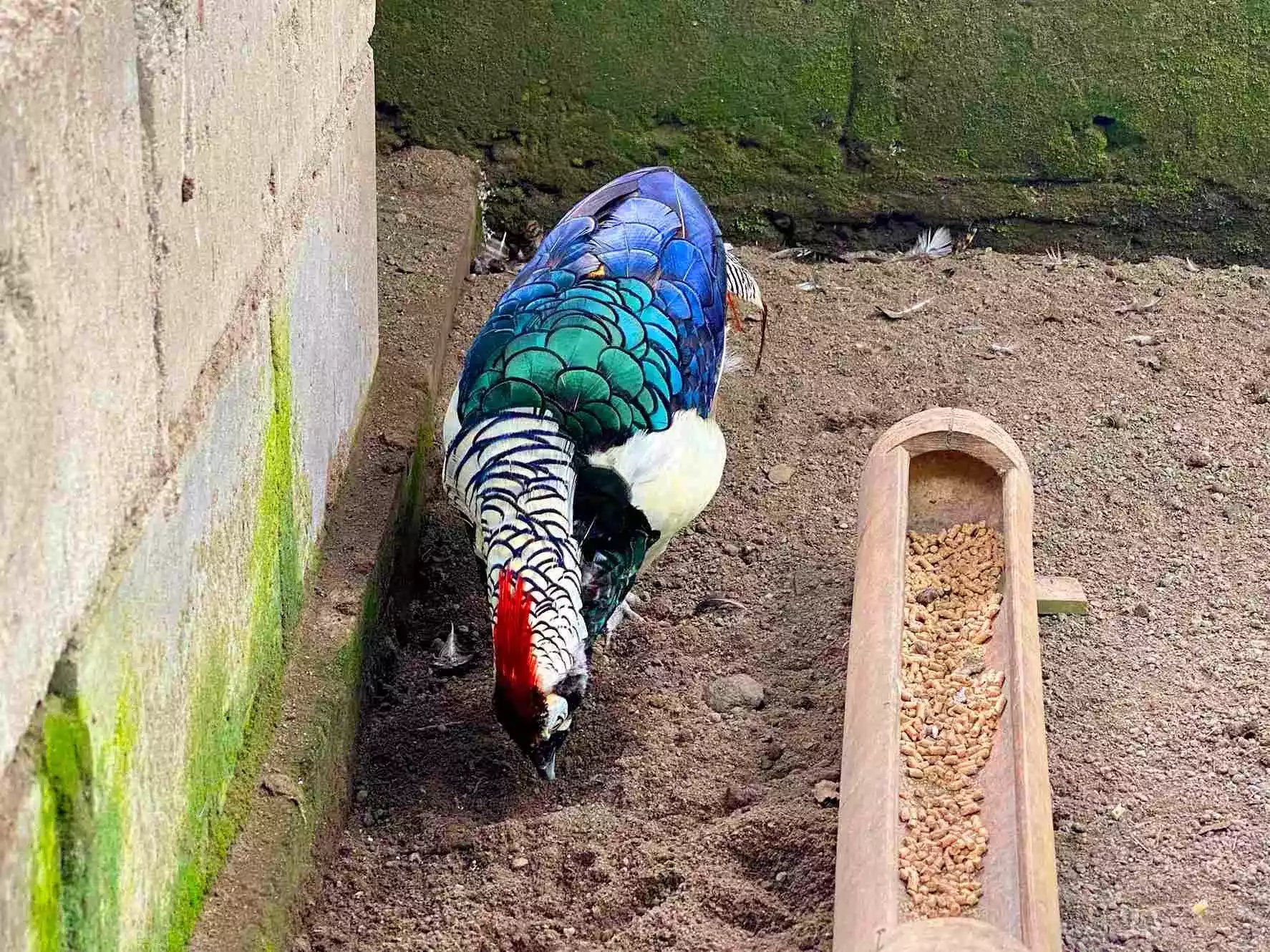 Ayam Lady Amherst Pheasant