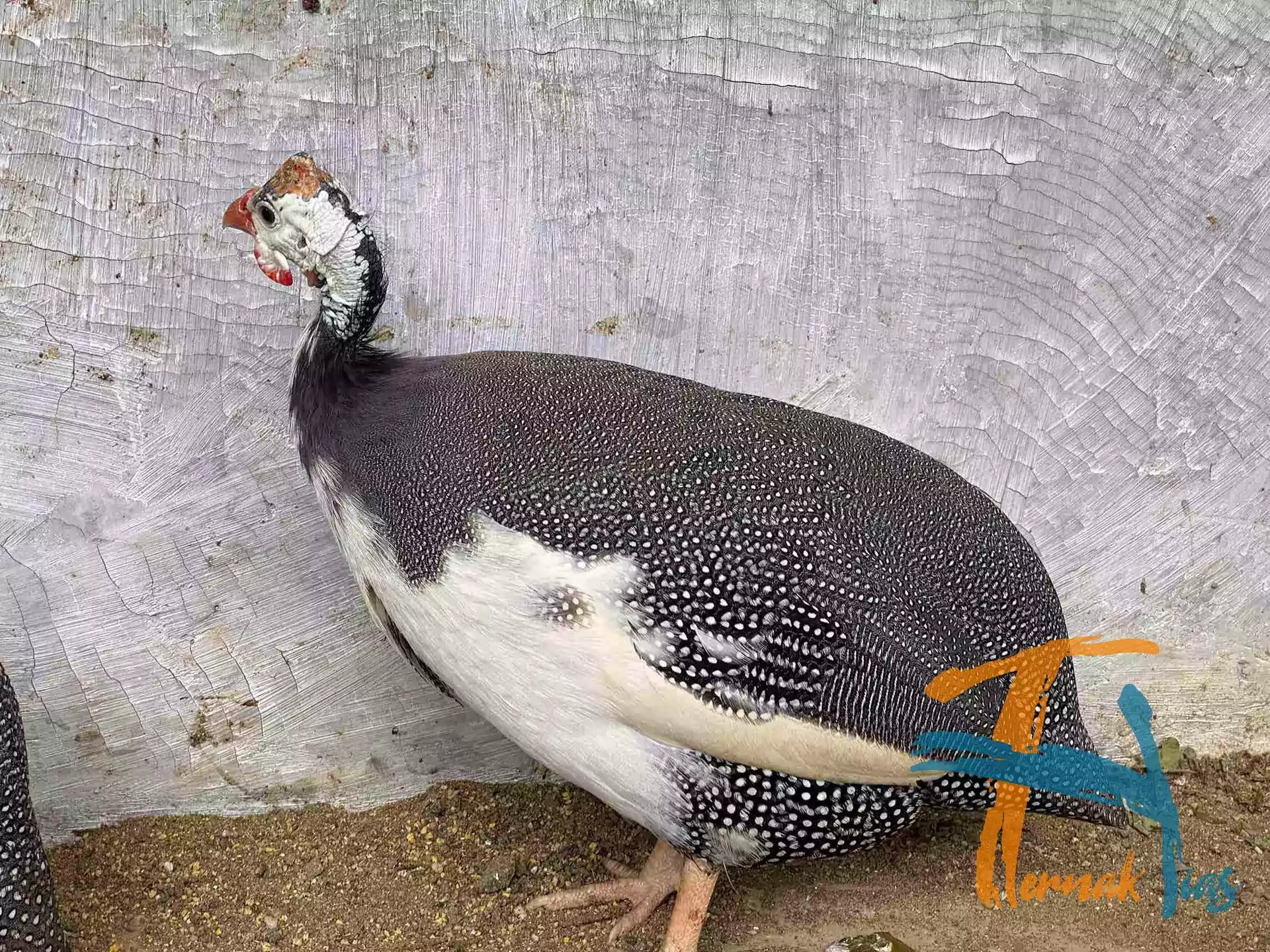 Ayam Mutiara Pied (Plangkok)