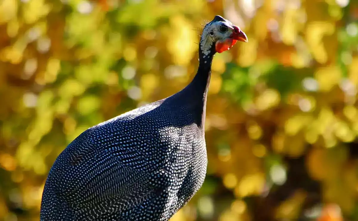 Ayam Royal Purple Guinea Fowl