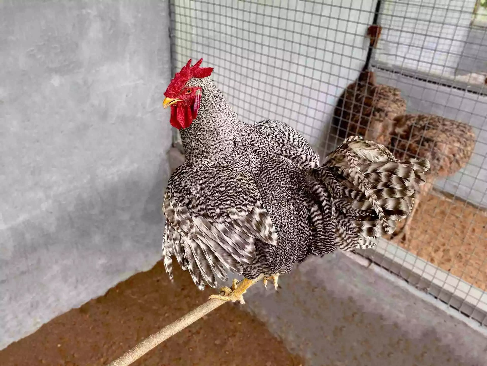 Ayam Plymouth Rock (Barred Rock)