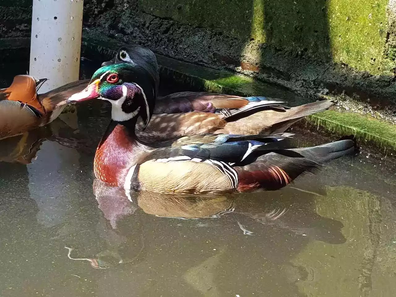 Bebek Caroline (Wood / Kayu)