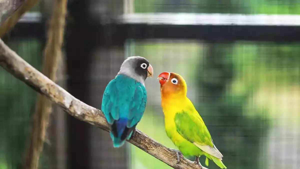 Burung Lovebird