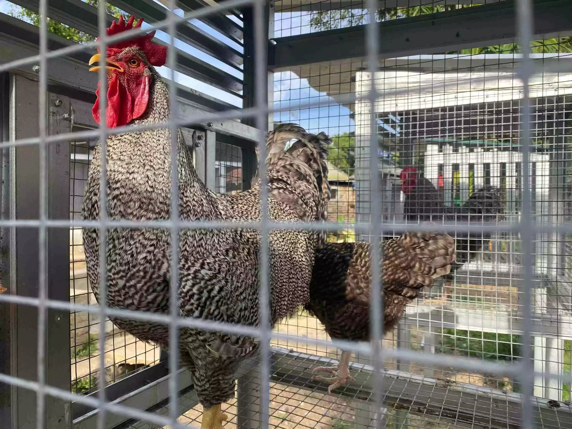 Ayam Plymouth Rock (Barred Rock)